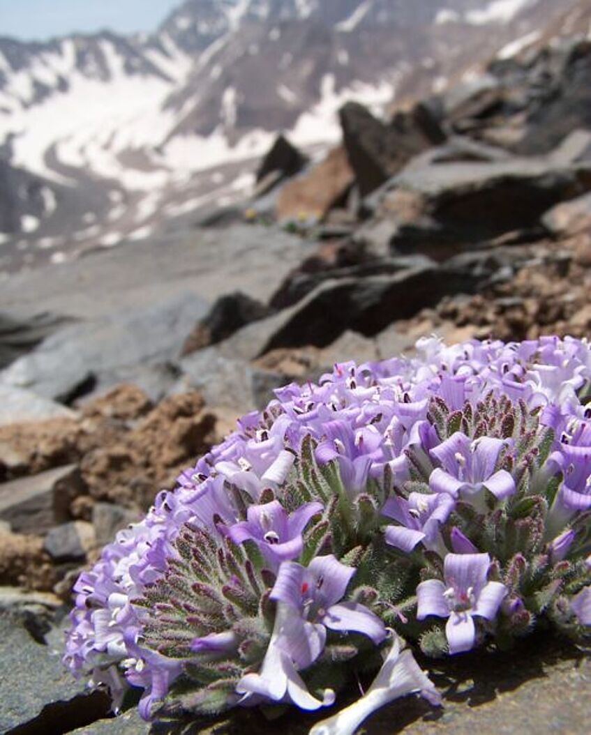 Alpine Plants